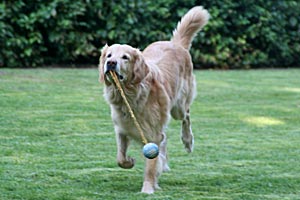 Alexa mit Ball