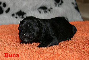 Iluna