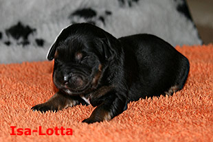 Isa-Lotta