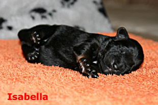 Isabella