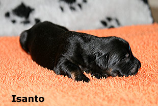 Isanto
