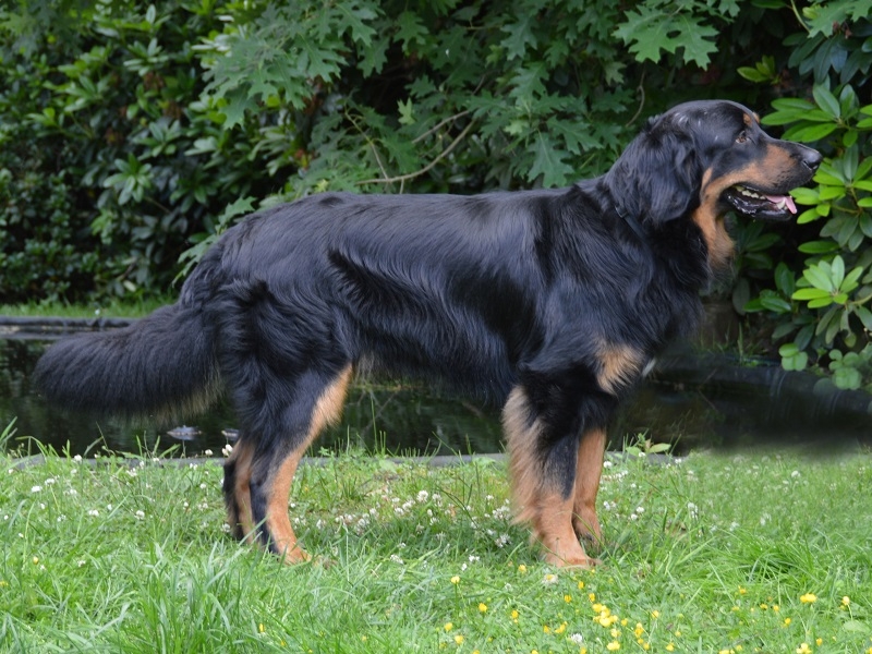Brisco von der Httener Quelle